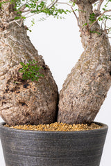 1001 発根済 Operculicarya Pachypus オペルクリカリア・パキプス