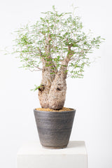 1001 発根済 Operculicarya Pachypus オペルクリカリア・パキプス