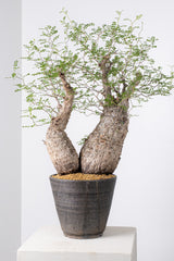 1001 発根済 Operculicarya Pachypus オペルクリカリア・パキプス