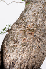 1001 発根済 Operculicarya Pachypus オペルクリカリア・パキプス