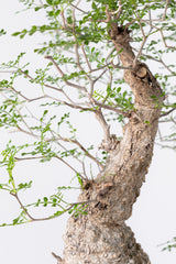 1001 発根済 Operculicarya Pachypus オペルクリカリア・パキプス