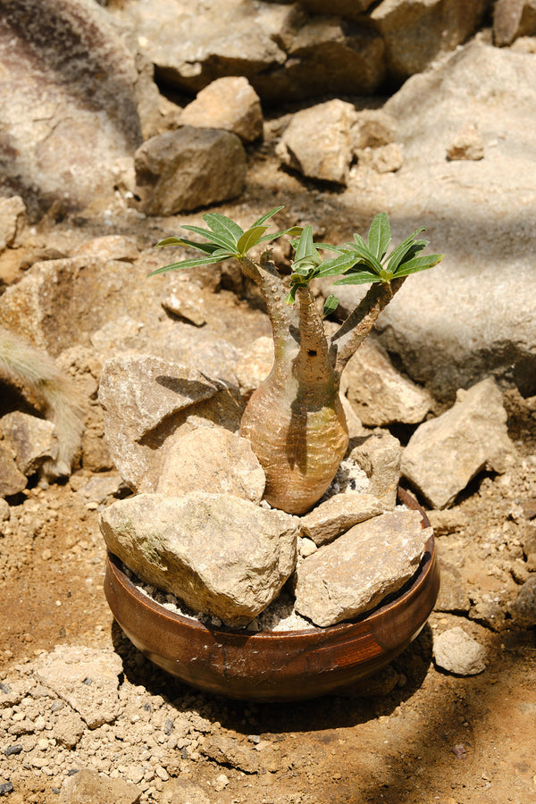 Pachypodium gracilius – Habitat Style パキポディウム・グラキリス ハビタット スタイル 003