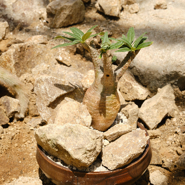 グラキリス – KOMO