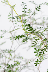 1001 発根済 Operculicarya Pachypus オペルクリカリア・パキプス