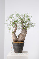 1001 発根済 Operculicarya Pachypus オペルクリカリア・パキプス