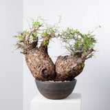 1002 発根済 Operculicarya Pachypus オペルクリカリア・パキプス