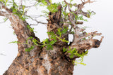 1002 発根済 Operculicarya Pachypus オペルクリカリア・パキプス