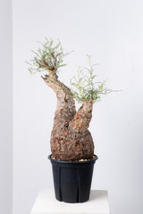 1003 発根済 Operculicarya Pachypus オペルクリカリア・パキプス