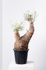 1003 発根済 Operculicarya Pachypus オペルクリカリア・パキプス