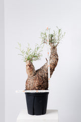 1003 発根済 Operculicarya Pachypus オペルクリカリア・パキプス