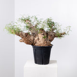 1004 発根済 Operculicarya Pachypus オペルクリカリア・パキプス