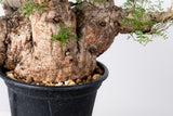 1004 発根済 Operculicarya Pachypus オペルクリカリア・パキプス