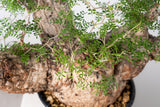 1004 発根済 Operculicarya Pachypus オペルクリカリア・パキプス