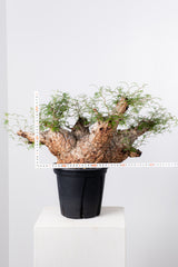 1004 発根済 Operculicarya Pachypus オペルクリカリア・パキプス