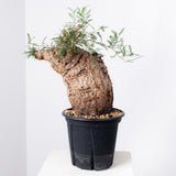 1005 発根済 Operculicarya Pachypus オペルクリカリア・パキプス