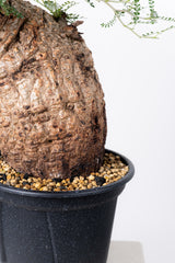 1005 発根済 Operculicarya Pachypus オペルクリカリア・パキプス