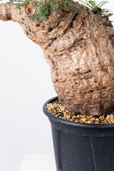 1005 発根済 Operculicarya Pachypus オペルクリカリア・パキプス