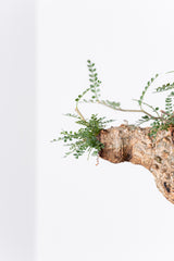 1005 発根済 Operculicarya Pachypus オペルクリカリア・パキプス