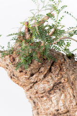 1005 発根済 Operculicarya Pachypus オペルクリカリア・パキプス