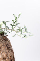 1005 発根済 Operculicarya Pachypus オペルクリカリア・パキプス