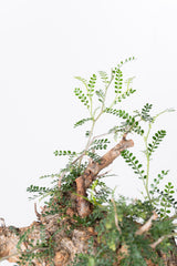 1005 発根済 Operculicarya Pachypus オペルクリカリア・パキプス