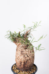 1005 発根済 Operculicarya Pachypus オペルクリカリア・パキプス