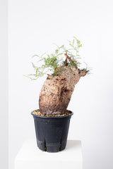 1005 発根済 Operculicarya Pachypus オペルクリカリア・パキプス