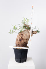 1005 発根済 Operculicarya Pachypus オペルクリカリア・パキプス