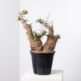 1006 発根済 Operculicarya Pachypus オペルクリカリア・パキプス