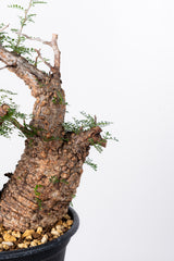 1006 発根済 Operculicarya Pachypus オペルクリカリア・パキプス