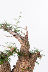 1006 発根済 Operculicarya Pachypus オペルクリカリア・パキプス