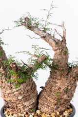 1006 発根済 Operculicarya Pachypus オペルクリカリア・パキプス