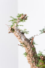 1006 発根済 Operculicarya Pachypus オペルクリカリア・パキプス