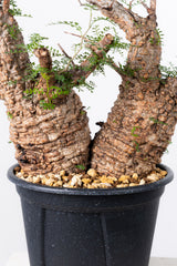 1006 発根済 Operculicarya Pachypus オペルクリカリア・パキプス