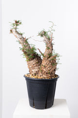 1006 発根済 Operculicarya Pachypus オペルクリカリア・パキプス