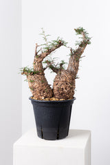 1006 発根済 Operculicarya Pachypus オペルクリカリア・パキプス