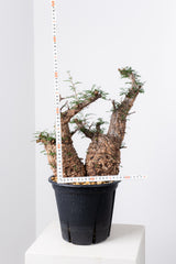 1006 発根済 Operculicarya Pachypus オペルクリカリア・パキプス