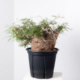 1007 発根済 Operculicarya Pachypus オペルクリカリア・パキプス