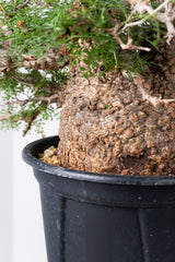 1007 発根済 Operculicarya Pachypus オペルクリカリア・パキプス