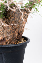 1007 発根済 Operculicarya Pachypus オペルクリカリア・パキプス