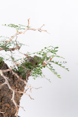 1007 発根済 Operculicarya Pachypus オペルクリカリア・パキプス