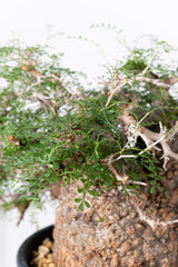 1007 発根済 Operculicarya Pachypus オペルクリカリア・パキプス