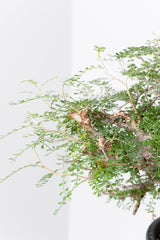 1007 発根済 Operculicarya Pachypus オペルクリカリア・パキプス