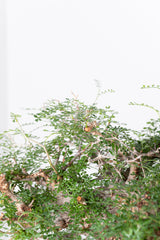 1007 発根済 Operculicarya Pachypus オペルクリカリア・パキプス