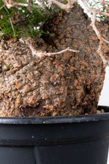 1007 発根済 Operculicarya Pachypus オペルクリカリア・パキプス