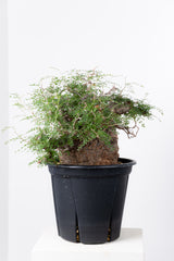 1007 発根済 Operculicarya Pachypus オペルクリカリア・パキプス