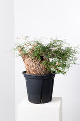 1007 発根済 Operculicarya Pachypus オペルクリカリア・パキプス