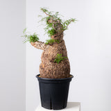 1008 発根済 Operculicarya Pachypus オペルクリカリア・パキプス