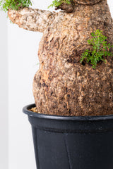 1008 発根済 Operculicarya Pachypus オペルクリカリア・パキプス