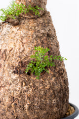 1008 発根済 Operculicarya Pachypus オペルクリカリア・パキプス